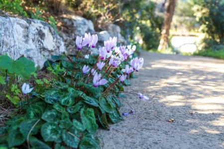 Photo for Pale pink cyclamens in the Israeli national park in January - Royalty Free Image