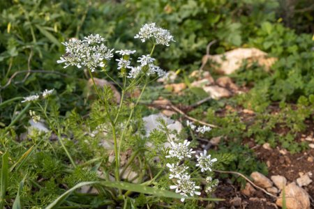 Nahaufnahme der weißen Wildblume Scandix iberica oder des Venuskamms, die in Israel wächst