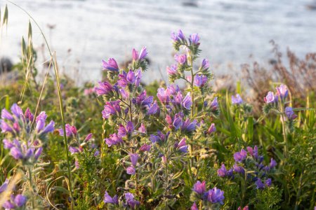 Echium plantagineum steht in den Strahlen der untergehenden Sonne am Mittelmeer. Israelische Flora.