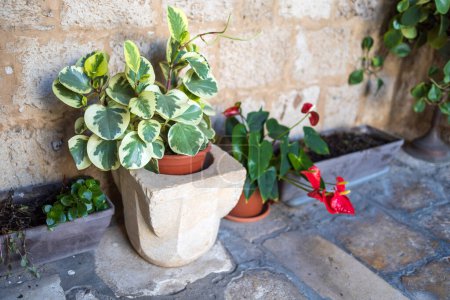 Flora of Israel. Peperomia magnoliifolia in a rectangular stone planter near the wall of an old church. Garden decoration.
