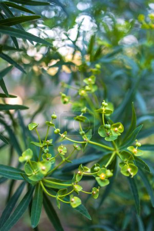 Photo for Euphorbia helioscopia, the sun spurge or madwoman's milk, is a species of flowering plant in the spurge family Euphorbiaceae. Flolra Israel - Royalty Free Image