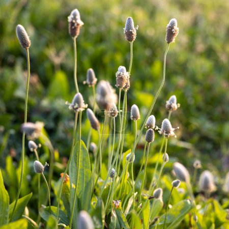 Square frame Flora Israel. Plantago lagopus, the hare's foot plantain, is a species of annual herb in the family Plantaginaceae. They have a self-supporting growth form and simple, broad leaves.