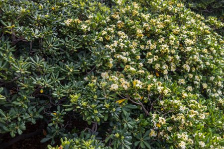 Flora Israels. Pittosporum tobira ist unter mehreren gebräuchlichen Namen bekannt, darunter australischer Lorbeer, japanischer Pittosporum, Scheinorangen und japanischer Käse.