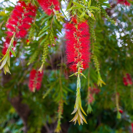Téléchargez les photos : Callistemon est un genre d'arbustes de la famille des Myrtaceae. Flore d'Israël. Cadre carré - en image libre de droit