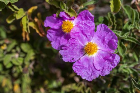 Cistus creticus is a species of shrubby plant in the family Cistaceae.