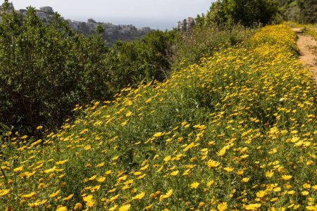 Foto de Sendero de senderismo en la garganta de Wadi Nisnas en Haifa pasando por un prado de flores amarillas silvestres Glebionis segetum - Imagen libre de derechos