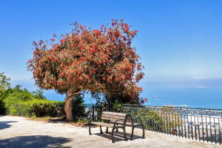 Foto de El árbol de la planta del cepillo de botella carmesí crece en un callejón contra un cielo azul. Paseo sobre Haifa, banco para el descanso. - Imagen libre de derechos