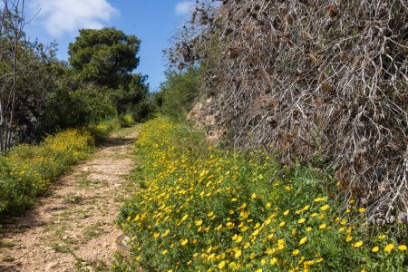 Foto de Sendero de senderismo en la garganta de Wadi Nisnas en Haifa pasando por un prado de flores amarillas silvestres Glebionis segetum - Imagen libre de derechos