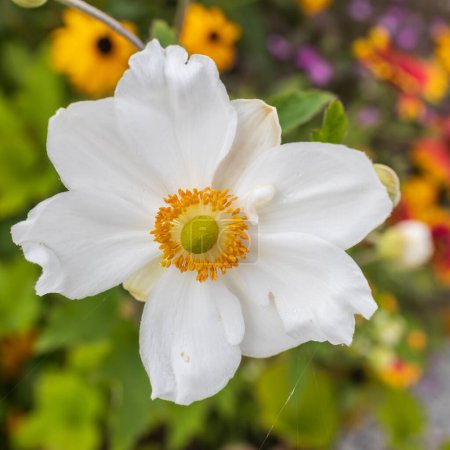 Téléchargez les photos : Eriocapitella hybrida est un hybride de plantes à fleurs de la famille des Ranunculaceae. Cadre carré - en image libre de droit