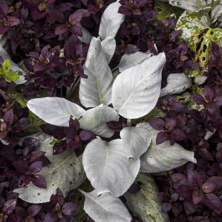 Téléchargez les photos : Senecio candicans, communément appelé ailes d'ange et chou de mer, est une plante à fleurs succulente - en image libre de droit