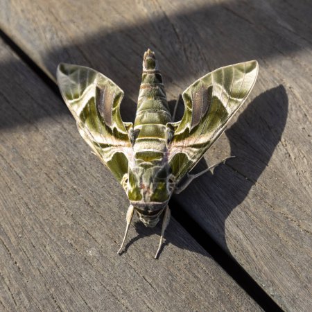 Photo for Callambulyx tatarinovii, or unmonsuzume in Japanese, is a moth of the family Sphingidae. - Royalty Free Image