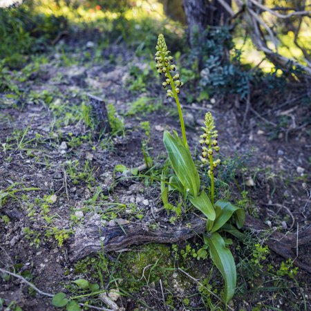 Foto de Orchis punctulata Stev. ex Lindl en el bosque de primavera. Libro Rojo de Israel - Imagen libre de derechos