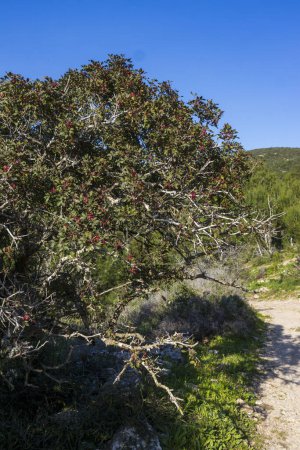 Pistacia lentiscus ist ein zweihäusiger immergrüner Strauch oder kleiner Baum der Gattung Pistacia aus dem Mittelmeerraum..