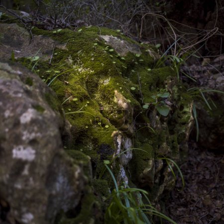A wet hollow on Mount Carmel, overgrown with moss and small plants.