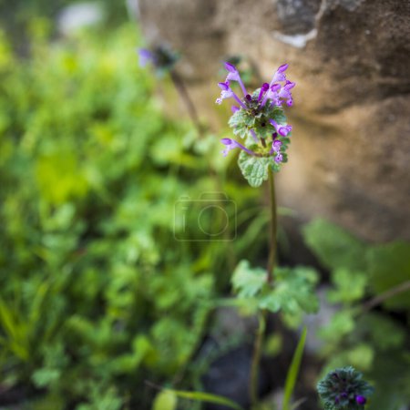 Lamium purpureum, conocida como ortiga muerta roja, ortiga muerta púrpura o arcángel púrpura, es una planta herbácea anual con flores originaria de Europa y Asia..