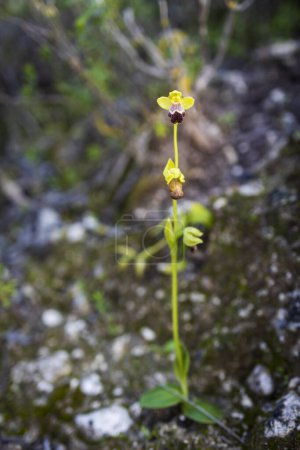 Foto de Ophrys omegaifera ssp. Israelelitica. Libro Rojo de Israel - Imagen libre de derechos