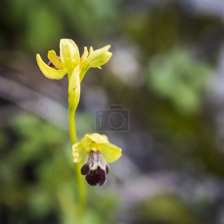 Téléchargez les photos : Ophrys omegaifera ssp. israelitica. Livre rouge d'Israël - en image libre de droit