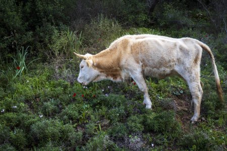 Una vaca en el Monte Carmelo Israel come ciclamens y hierba joven