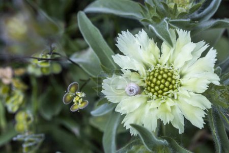 Lomelosia prolifera (L.) Greuter & Burdet im Frühling. Israelische Flora