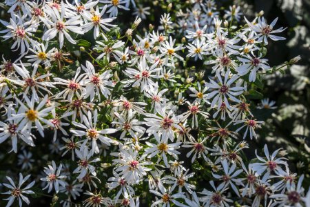 Eurybia divaricata, die weiße Holz-Aster, ist eine krautige Pflanze aus dem östlichen Nordamerika.