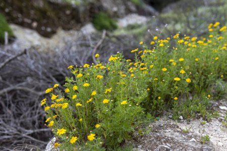 Thickets of calendula in the gorge in spring. Israeli flora.
