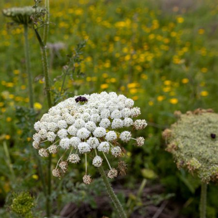 Daucus carota, whose common names include wild carrot, European wild carrot, bird's nest, bishop's lace, and Queen Anne's lace, is a flowering plant in the family Apiaceae.