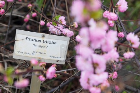 Prunus triloba, sometimes called flowering plum or flowering almond, a name shared with Prunus jacquemontii, is a shrubby cherry, sometimes becoming a small tree. 