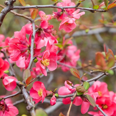 Chaenomeles japonica, called the Japanese quince or Maule's quince, is a species of flowering quince that is native to Japan. 