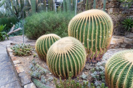 Kroenleinia grusonii, popularly known as the golden barrel cactus, golden ball or mother-in-law's cushion, is a species of barrel cactus which is endemic to east-central Mexico. 