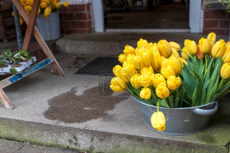 yellow tulips in a tin basin, decorating the entrance to the garden.