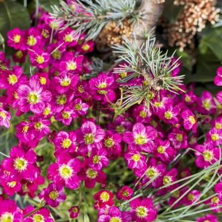 Saxifraga rosacea ist eine krautige Pflanze aus der Familie der Steinbrechgewächse. 