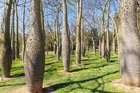 Grove of Brachychiton in a Spanish park in early spring.
