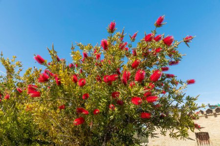 Kallistemon Baum mit roten Blüten vor blauem Himmel. Querformat. Flora Spanien.