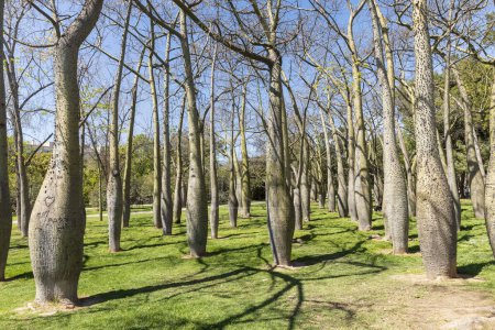 Grove of Brachychiton in a Spanish park in early spring.