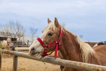 Photo for A pinto horse peeks out from behind a fence in a Turkish village. - Royalty Free Image