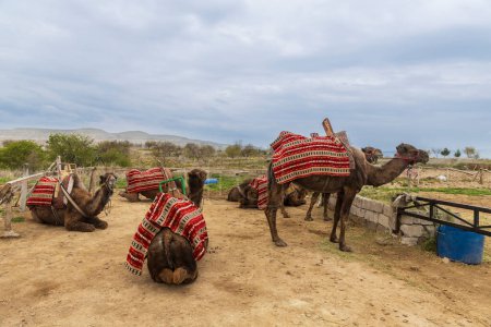Un troupeau de chameaux en enclos. Certains chameaux mangent du foin, tandis que d'autres se reposent.
