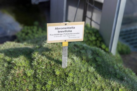 A sign with the name abromeitiella next to the plant