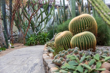 Jardín Botánico. Cacti Echinocactus grusonii, popularmente conocido como el cactus de barril de oro, bola de oro o cojín de la suegra.