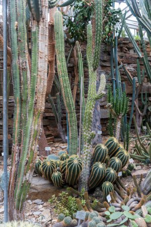 Mammillaria compressa, trichocereus et autres cactus dans le jardin botanique en serres.