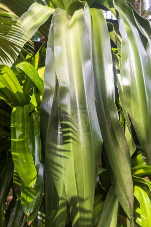 Leaves of Pandanus dubius, commonly known as bakong or knob-fruited screwpine with shade from the sun. Vertical frame.