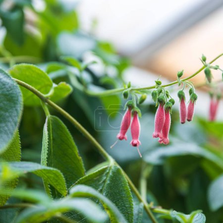 Sinningia sellovii blooms with small pink bells in the spring. Square frame.