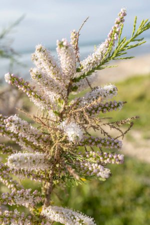 Tamarix africana, the African tamarisk, is a species of tree in the family Tamaricaceae.