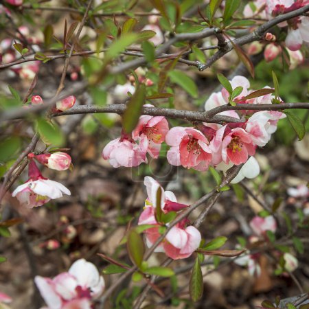 Chaenomeles japonica, appelé coing japonais ou coing de Maule, est une espèce de coing à fleurs originaire du Japon..