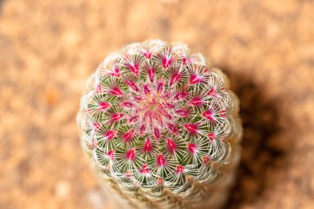Close up of potted Rainbow Cactus Echinocereus rigidissimus