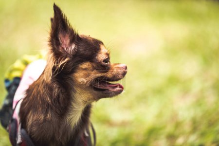 Téléchargez les photos : Chihuahua chien courir sur l'herbe verte avec fond flou - en image libre de droit