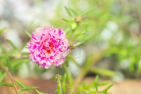 Portulaca grandiflora flowers at the garden in morning with natural background
