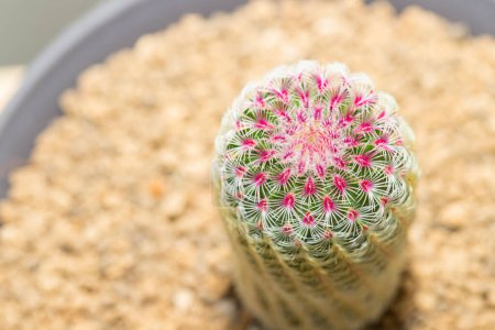 Photo for Close up of potted Rainbow Cactus Echinocereus rigidissimus - Royalty Free Image