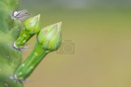 Photo for The buds of the Cereus cactus plant with green nature background - Royalty Free Image