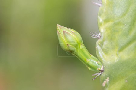 Photo for The buds of the Cereus cactus plant with green nature background - Royalty Free Image