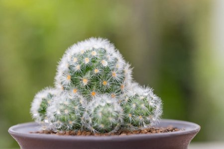 Photo for Close up of potted Mammillaria cactus with green nature background - Royalty Free Image